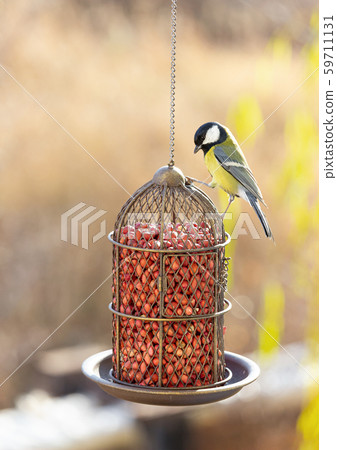 Great tit sits on a bird feeder  59711131