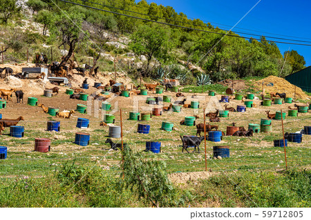 Goats near Algodonales in province Cadiz, Andalusia, Spain 59712805