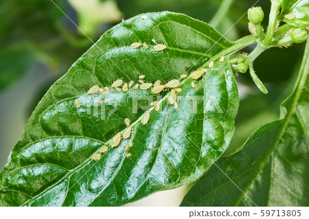 small aphid on a green leaf in the open air 59713805