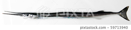 Fresh Raw Needlefish Against White Background 59713940