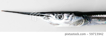 Fresh Raw Needlefish Against White Background 59713942
