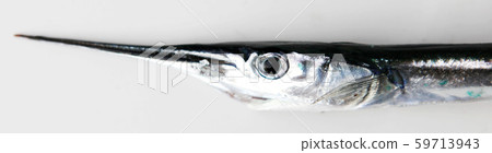 Fresh Raw Needlefish Against White Background 59713943