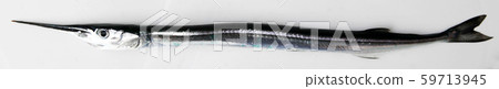 Fresh Raw Needlefish Against White Background Fresh Raw Needlefish Against White Background 59713945