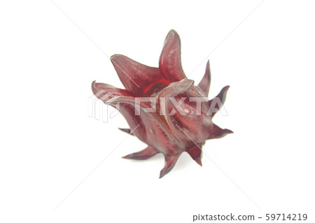 Roselle, Jamaican Sorelor or Hibiscus sabdariffa Roselle, Jamaican Sorelor or Hibiscus sabdariffa 59714219