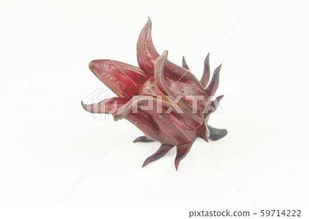 Roselle, Jamaican Sorelor or Hibiscus sabdariffa Roselle, Jamaican Sorelor or Hibiscus sabdariffa 59714222