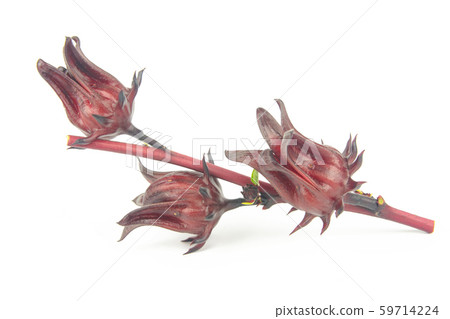 Roselle, Jamaican Sorelor or Hibiscus sabdariffa Roselle, Jamaican Sorelor or Hibiscus sabdariffa 59714224