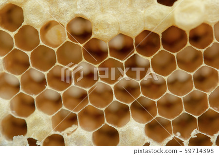 Macro of honeycomb, Background hexagon texture, Macro of honeycomb, Background hexagon texture, 59714398