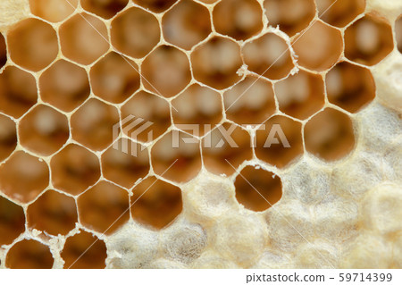 Macro of honeycomb, Background hexagon texture, 59714399