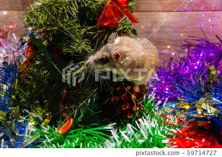 Symbol of 2020 according to the Chinese zodiac - 59714727