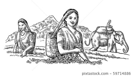 Female Tea Pickers leaves on plantation and rider Female Tea Pickers leaves on plantation and rider 59714886