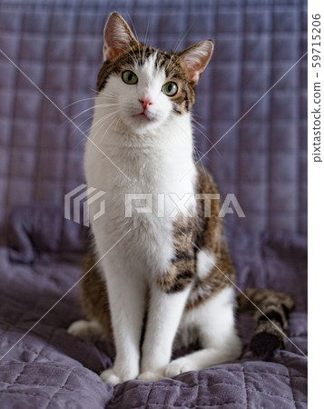 Relaxed domestic cat on the sofa at home, indoor. Cope space. Adopt cat 59715206