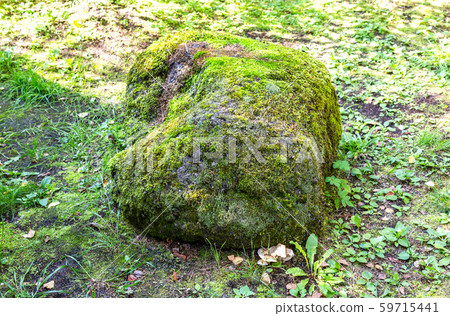 Green moss growing up cover the rough stone 59715441