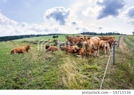 Herd of cows looking at camera and pasture on beautiful green mountain meadow, summer day copy space, sustainable ecological organic farming concept Herd of cows looking at camera and pasture on beautiful green mountain meadow, summer day copy space, sustainable ecological organic farming concept 59715536