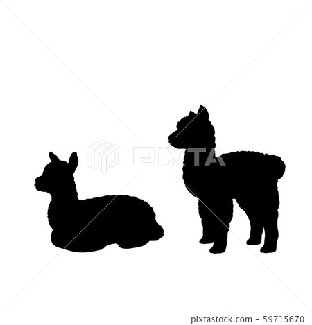 Silhouette of two little alpaca llama cub Silhouette of two little alpaca llama cub 59715670