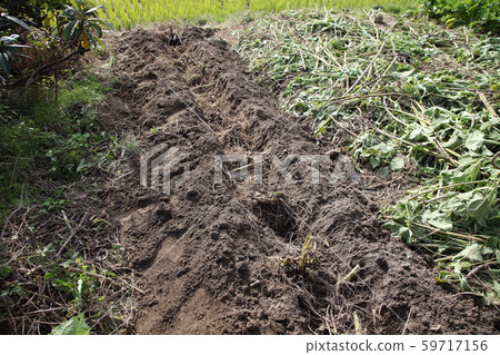 Yacon種植 59717156