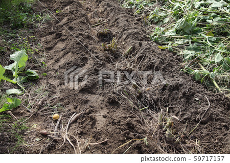 Yacon種植 59717157