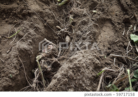 Yacon種植 59717158