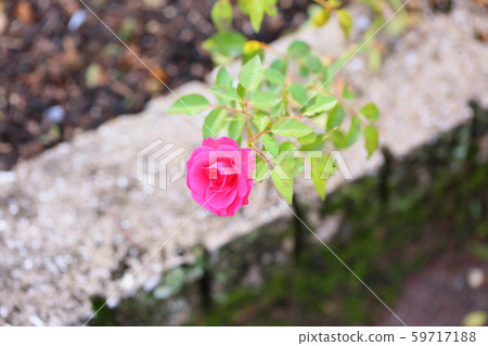 Rose flower Elvation 59717188
