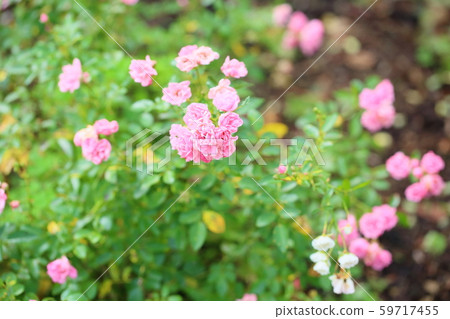 玫瑰鮮花嬰兒卡羅爾 玫瑰鮮花嬰兒卡羅爾 59717455