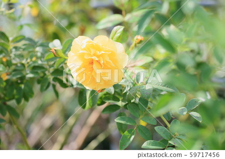 Rose Flower Graham Thomas 59717456