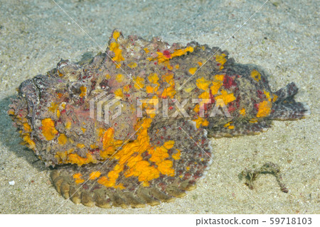 Onii Dalma Okoze Onii Dalma Okoze 59718103