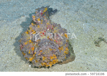 Onii Dalma Okoze Onii Dalma Okoze 59718106