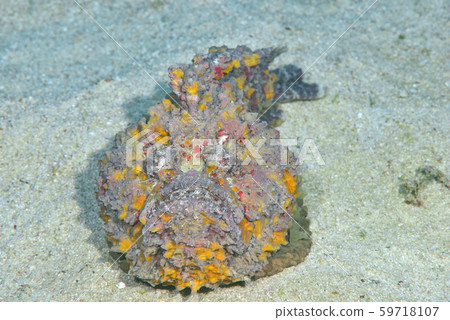 Onii Dalma Okoze 59718107