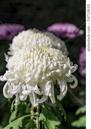 [町田市菊花展] 59718630