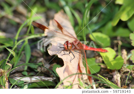 Miyama Macane 59719143