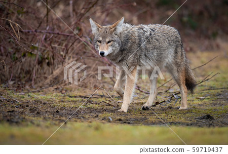 Coyote in Canada Coyote in Canada 59719437