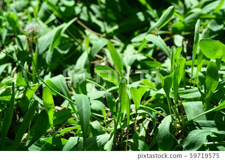 Ixeris debilis (Lactuce debilis Maxim) 59719575