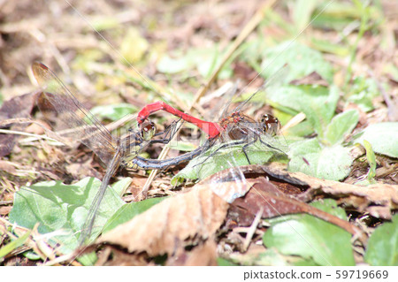Mayutate Akane mating Mayutate Akane mating 59719669