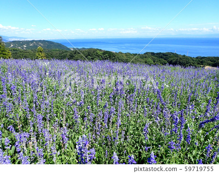 Blue salvia 59719755