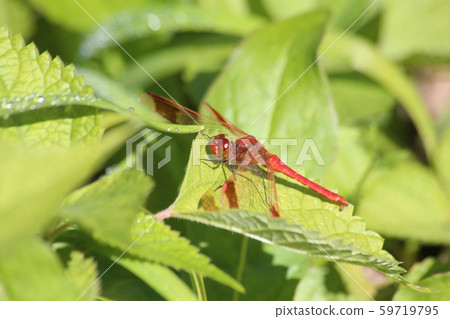 Miyama Macane 59719795