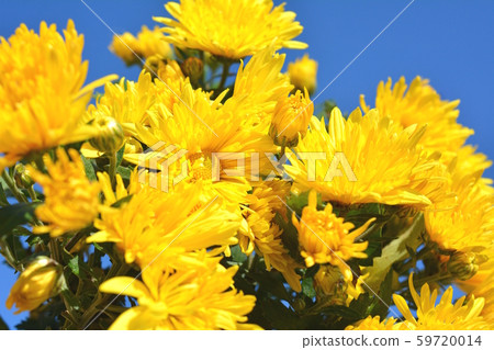 Yellow flower, chrysanthemum, autumn, flower image material, blue sky Yellow flower, chrysanthemum, autumn, flower image material, blue sky 59720014