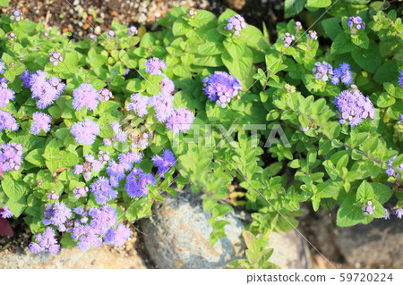 Agereatum花 Agereatum花 59720224