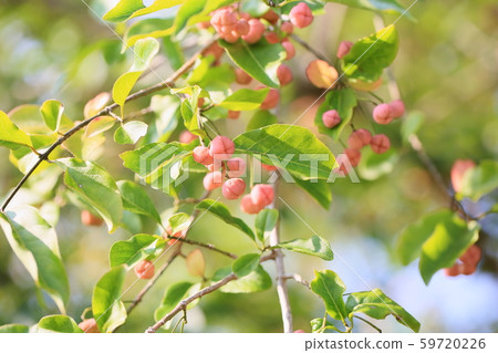 Mayumi fruit 59720226