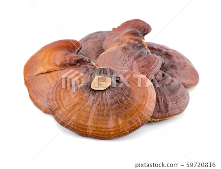 Ganoderma Lucidum Mushroom an isolated on white Ganoderma Lucidum Mushroom an isolated on white 59720816