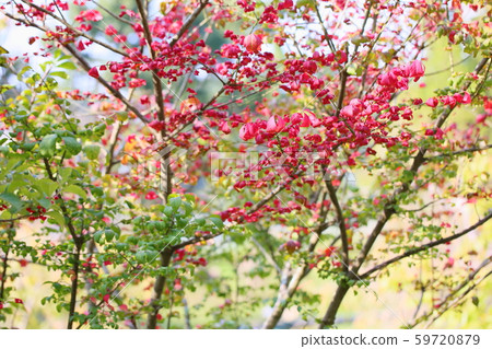 Komuyumi autumn leaves Komuyumi autumn leaves 59720879