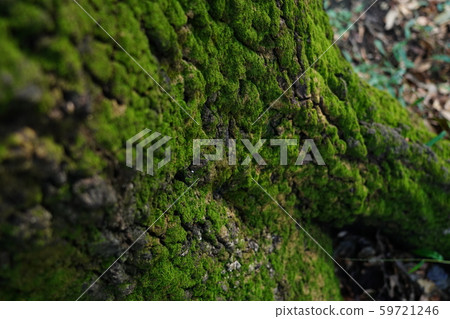 Moss growing on trees 59721246