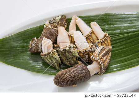 Turtle notes, shellfish, 59722147