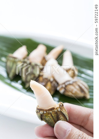 Turtle notes, shellfish, 59722149