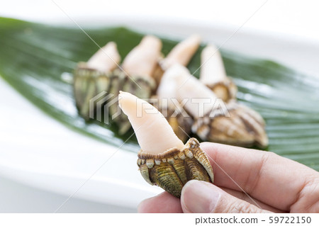 烏龜味,貝類, 烏龜味,貝類, 59722150