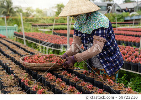 Closeup vietnamese farmer working with red flowers garden in sadec, dong thap province, vietnam,traditional and culture concept Closeup vietnamese farmer working with red flowers garden in sadec, dong thap province, vietnam,traditional and culture concept 59722210
