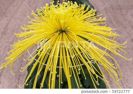 Kikuhana Exhibition 59722777