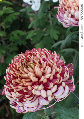 Kikuhana Exhibition 59722880