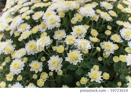 Kikuhana展覽 59723014