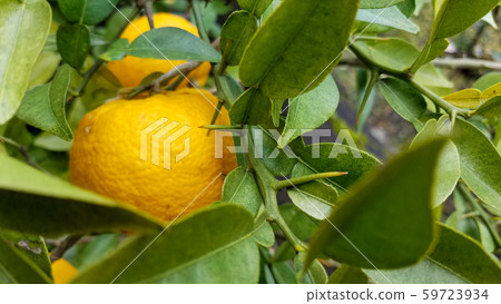 茄子刺 59723934