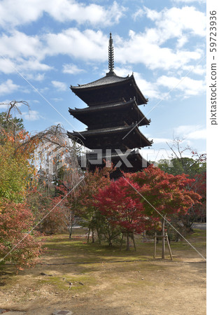 秋天的Ninnaji寺 59723936