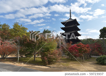 秋天的Ninnaji寺 59723937